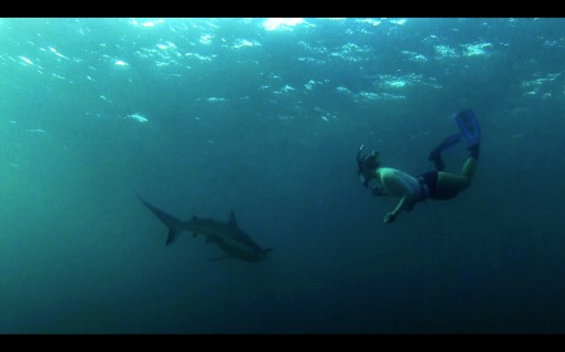 Shark Dive 